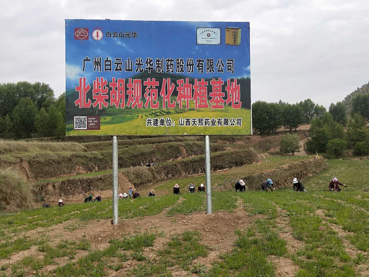 白云山小柴胡为中药材工业精准扶贫对症下“药”